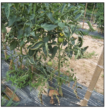 Herbicide Damage to Tomato