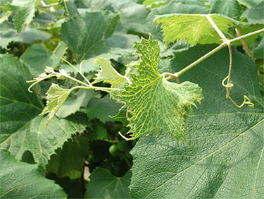 Herbicide Injury to Grapevines
