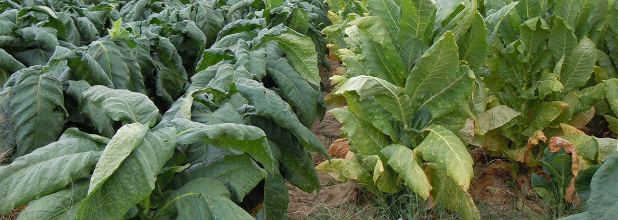history of tobacco in north carolina Tobacco in North Carolina History, Part II